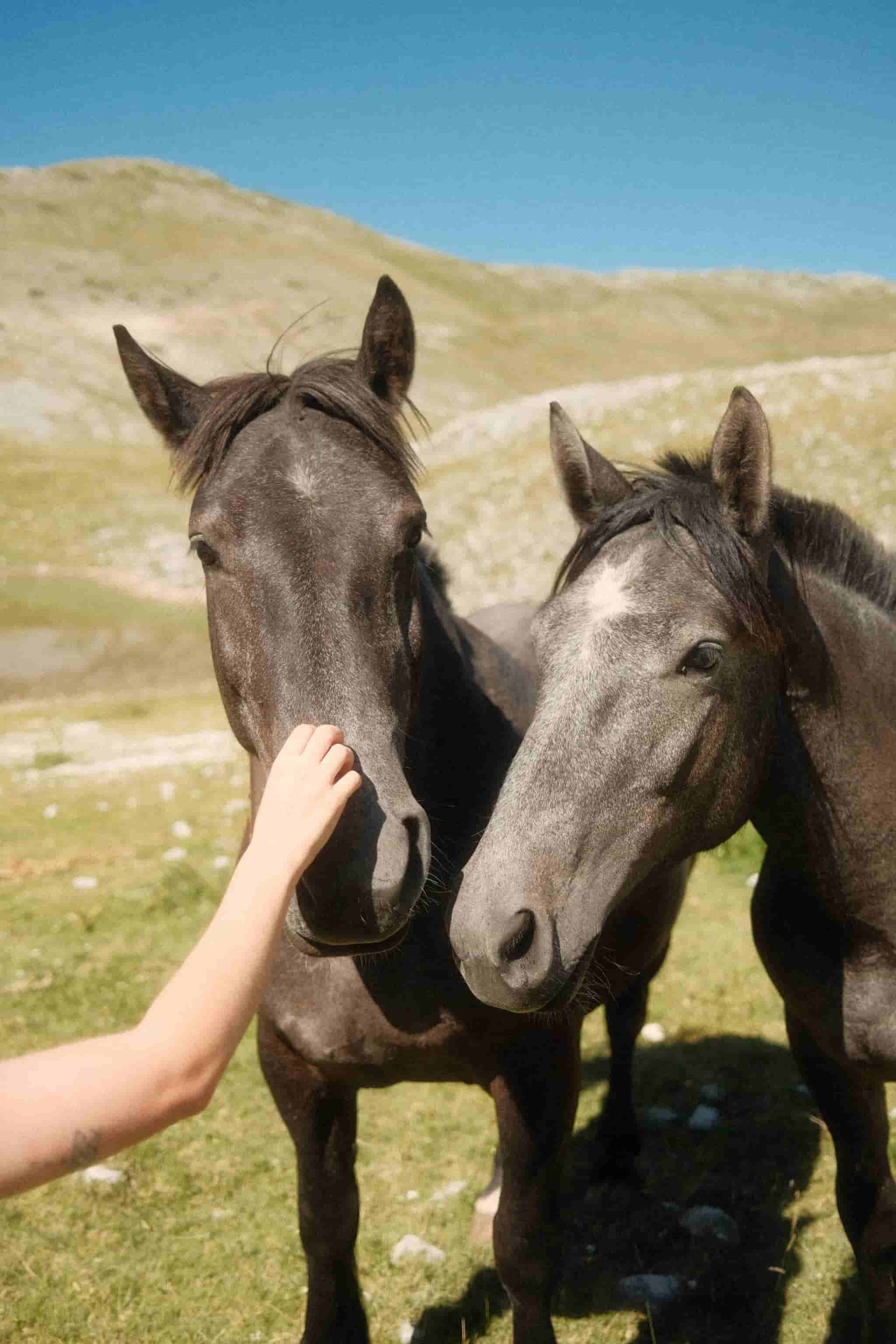 Cavalli accarezzati