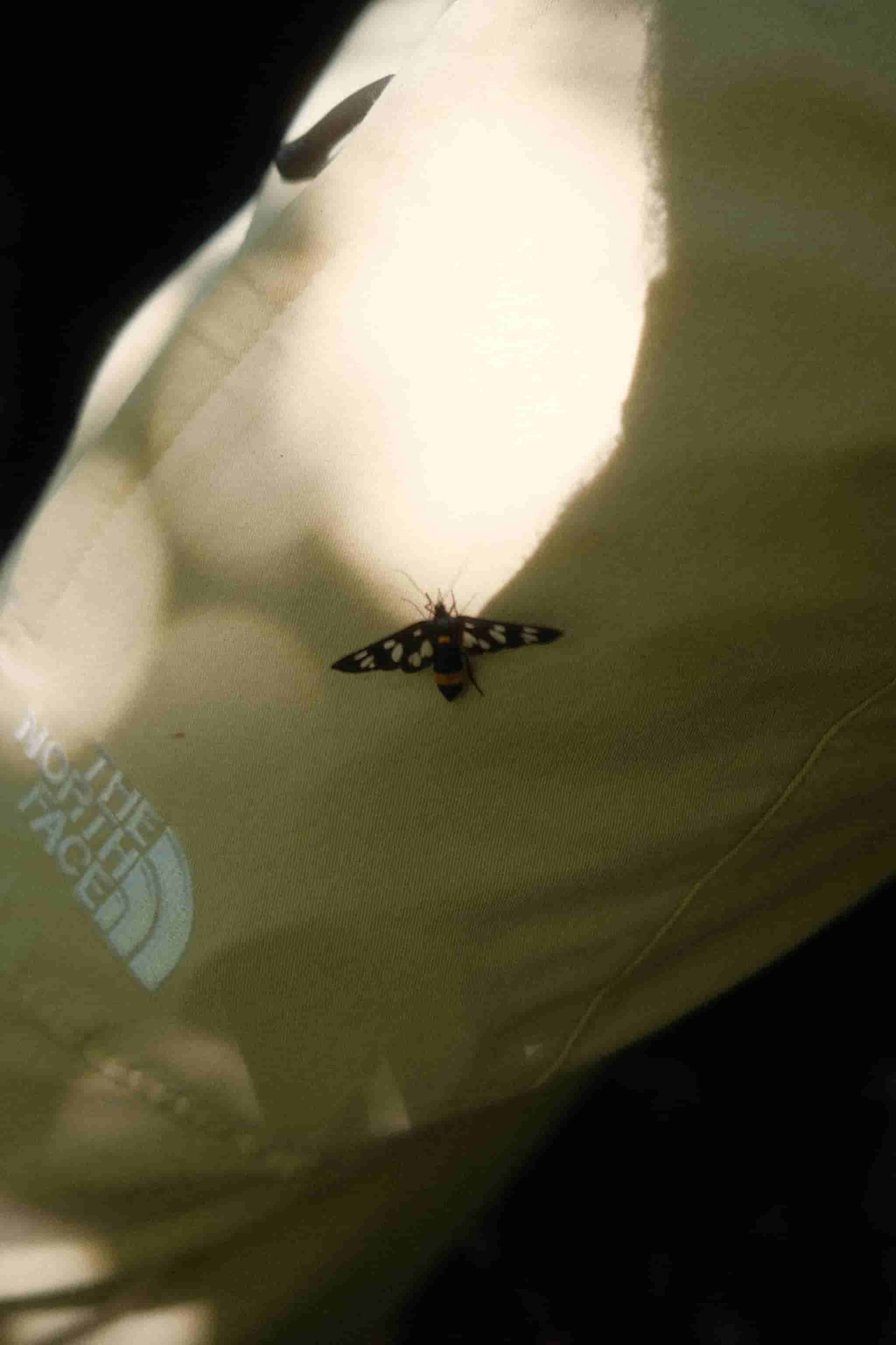 Farfalla posta su una gamba, pantalone The North Face