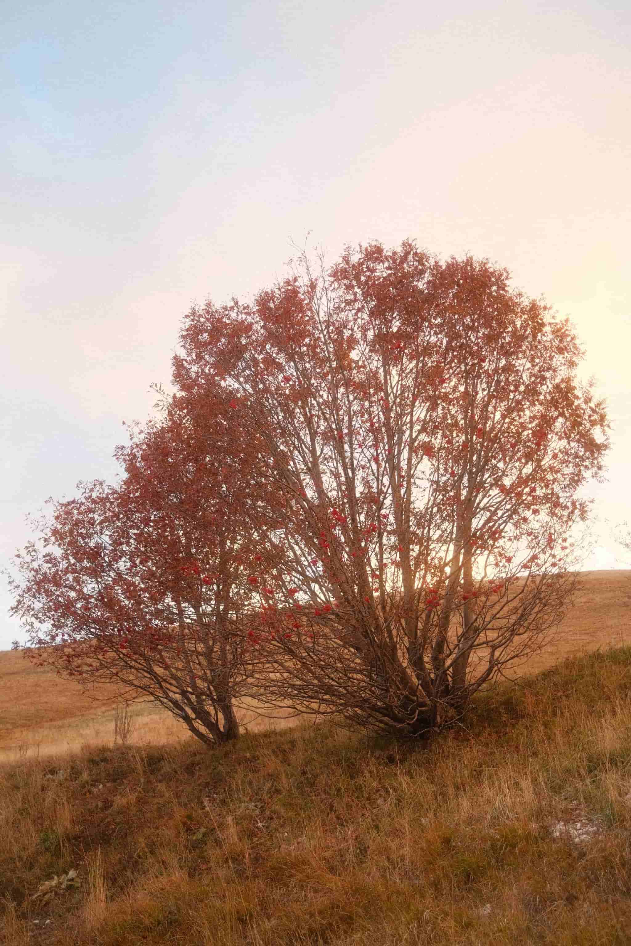 Albero sul Monte Terminillo con foglie autunnali al tramonto