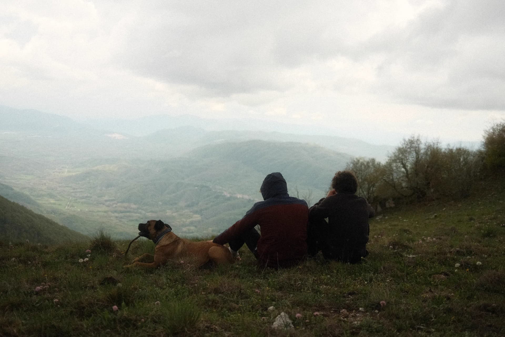 Cagnolino bastoncino